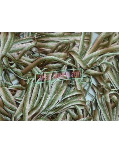 Ruban broder Mokuba dégradé